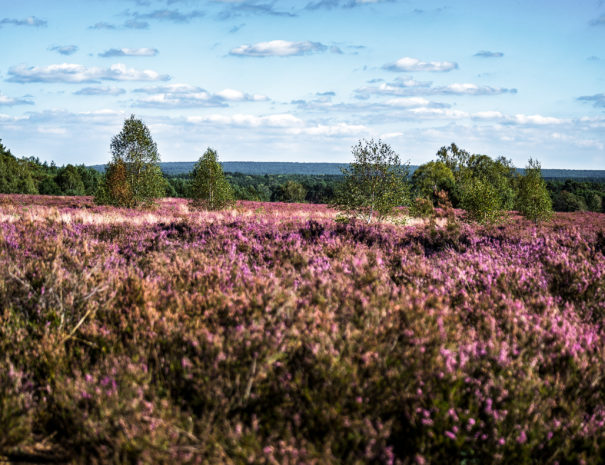 Heide-Blick in die Ferne